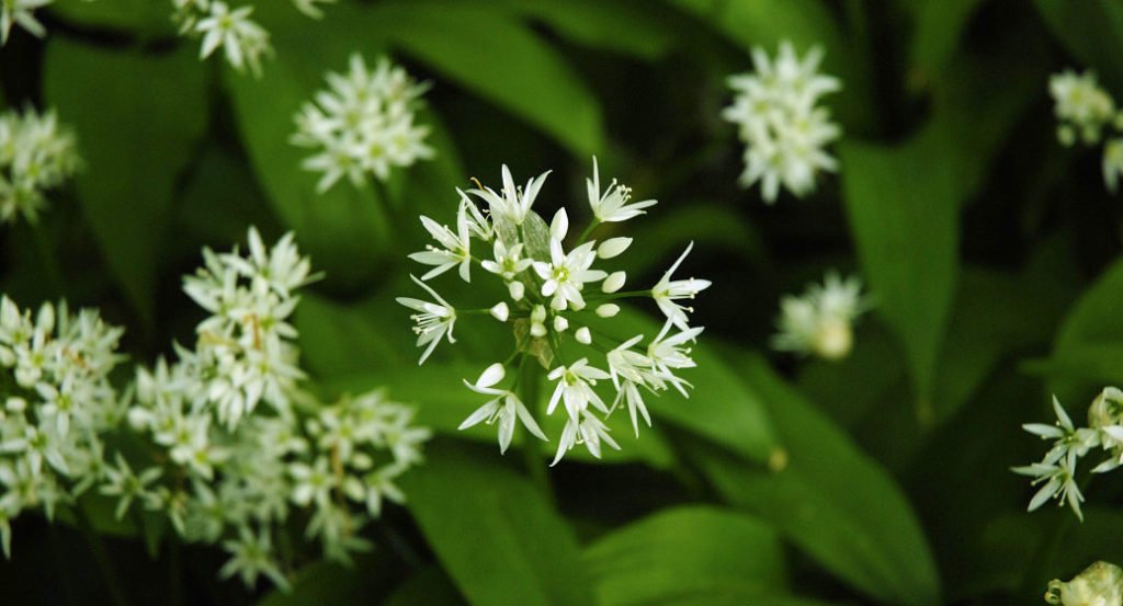 wild garlic