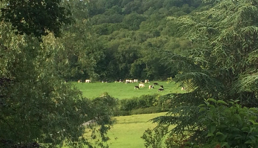 the Furzeleigh herd grazing near the ice cream shop