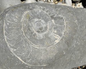 ammonite lyme regis beach