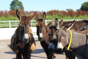Donkey Sanctuary Sidmouth